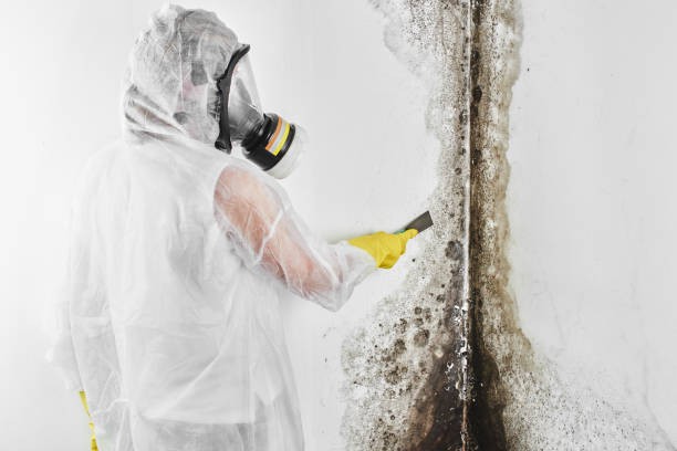 Best Mold Removal Process  in Spruce Pine, NC