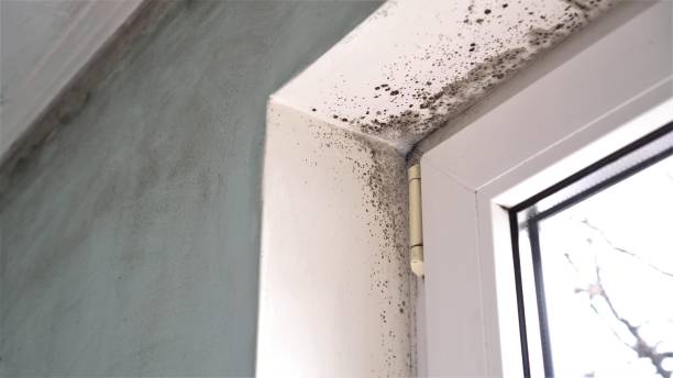 Best Certified Mold Removal  in Spruce Pine, NC