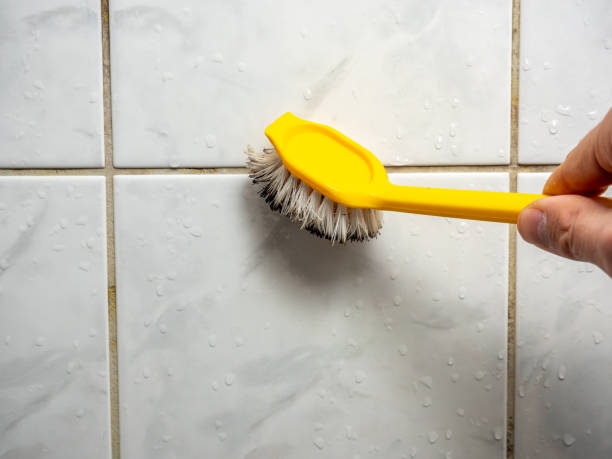  Spruce Pine, NC Mold Removal Pros