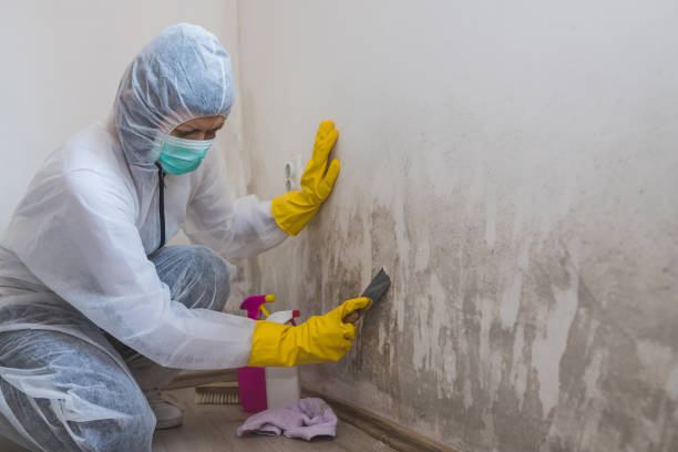 Best Toxic Mold Removal  in Spruce Pine, NC