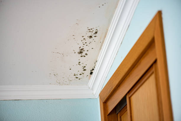 Best Black Mold Removal  in Spruce Pine, NC