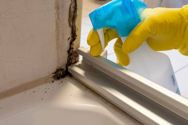 Best Fast Mold Removal  in Spruce Pine, NC