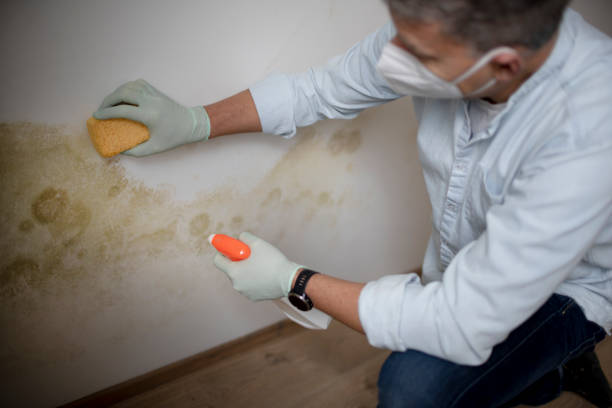 Best Mold Testing  in Spruce Pine, NC