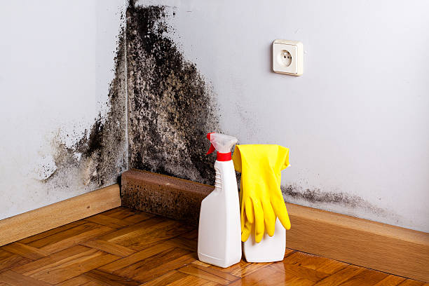 Best Attic Mold Removal  in Spruce Pine, NC