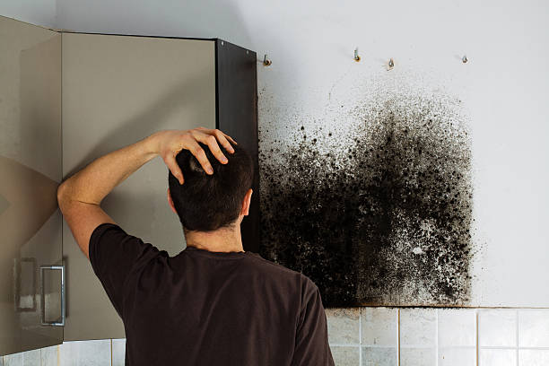 Best Emergency Mold Removal  in Spruce Pine, NC